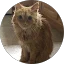 Crazy Cat Lady Avatar