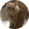 Crazy Cat Lady Avatar